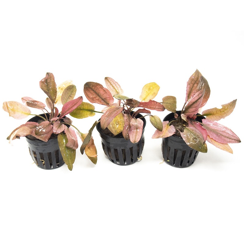 Cryptocoryne Pink Flamingo