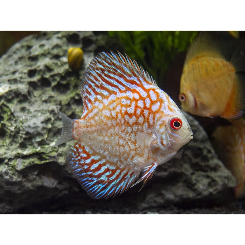 Dealer's Choice Discus (Symphysodon aequifasciatus), Tank-Bred