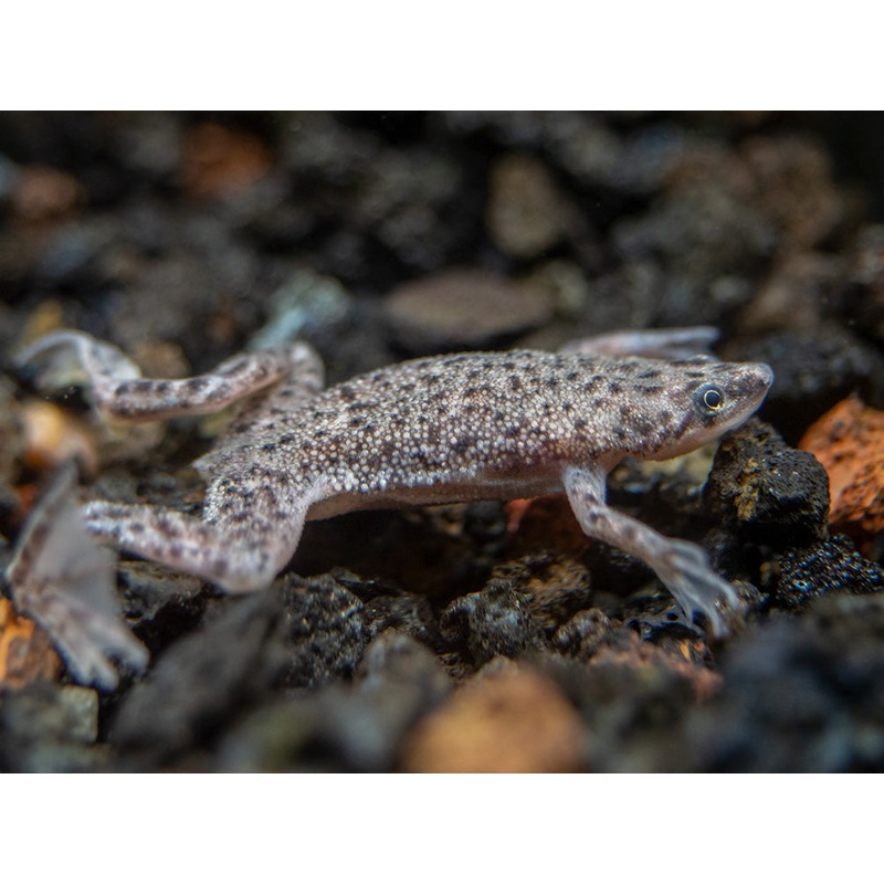 Dwarf African Frog (Hymenochirus curtipes), Tank-Bred
