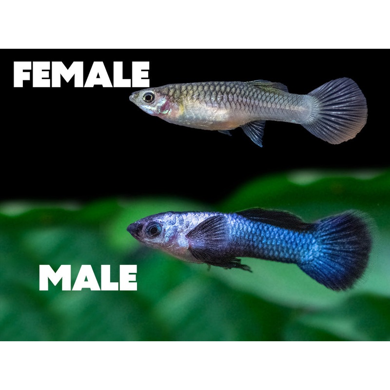 Dwarf Blue Panda Guppy (Poecilia reticulata), USA-Bred!