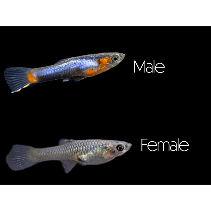 French Blue Star Endlers Livebearer (Poecilia wingei), Locally Bred!