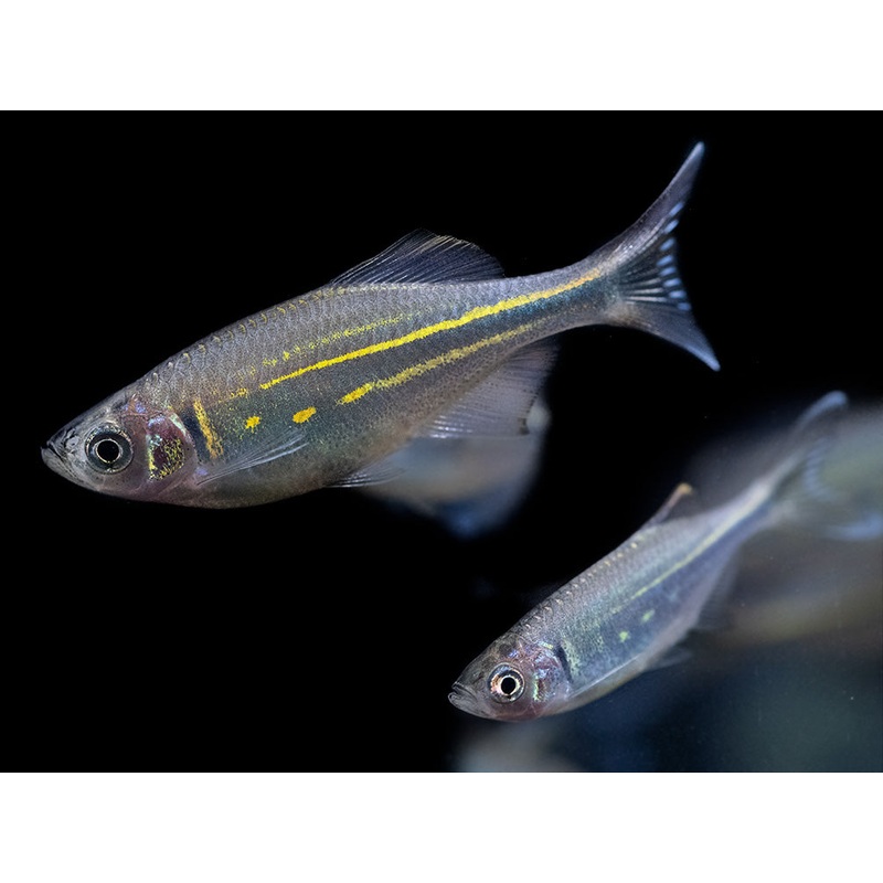 Giant Danio (Devario aequipinnatus), Tank-Bred!