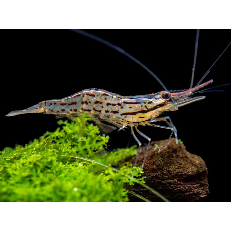 Giant Freshwater Prawn (Macrobrachium spinipes), Tank-Bred!