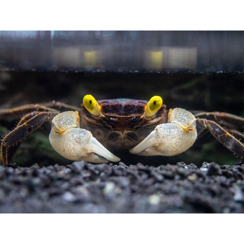 Golden Eye Vampire Crab (Geosesarma bicolor)