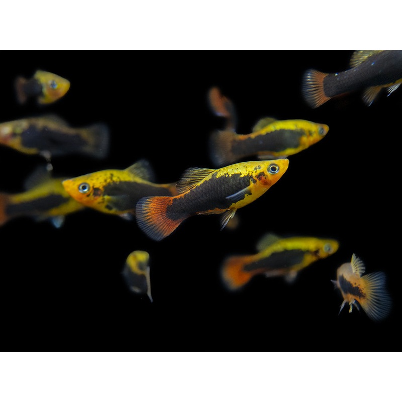 Hawaii Platy (Xiphophorus maculatus) - Tank-Bred!