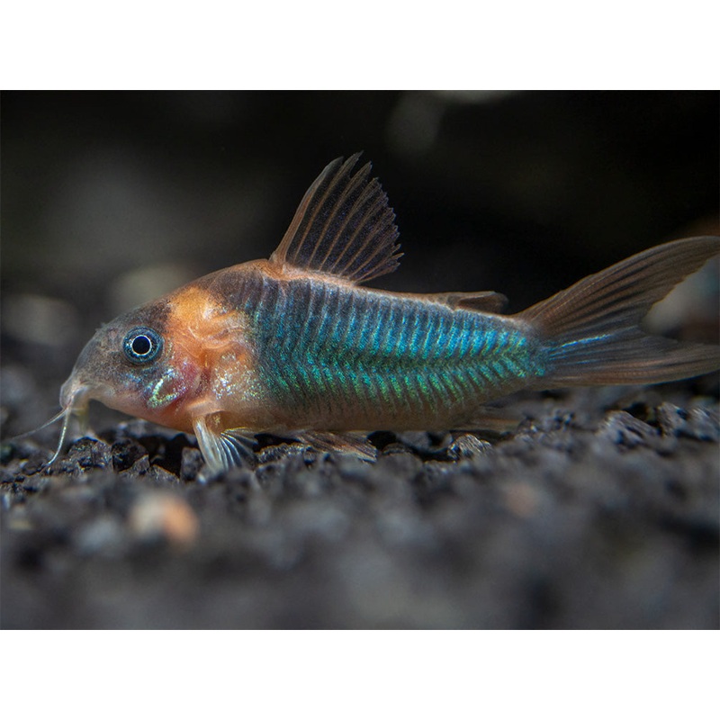 Horseman's Cory Catfish (Corydoras eques), Tank-Bred