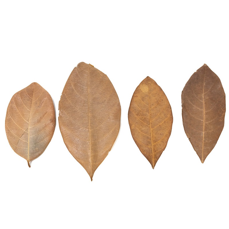 Jackfruit Leaves