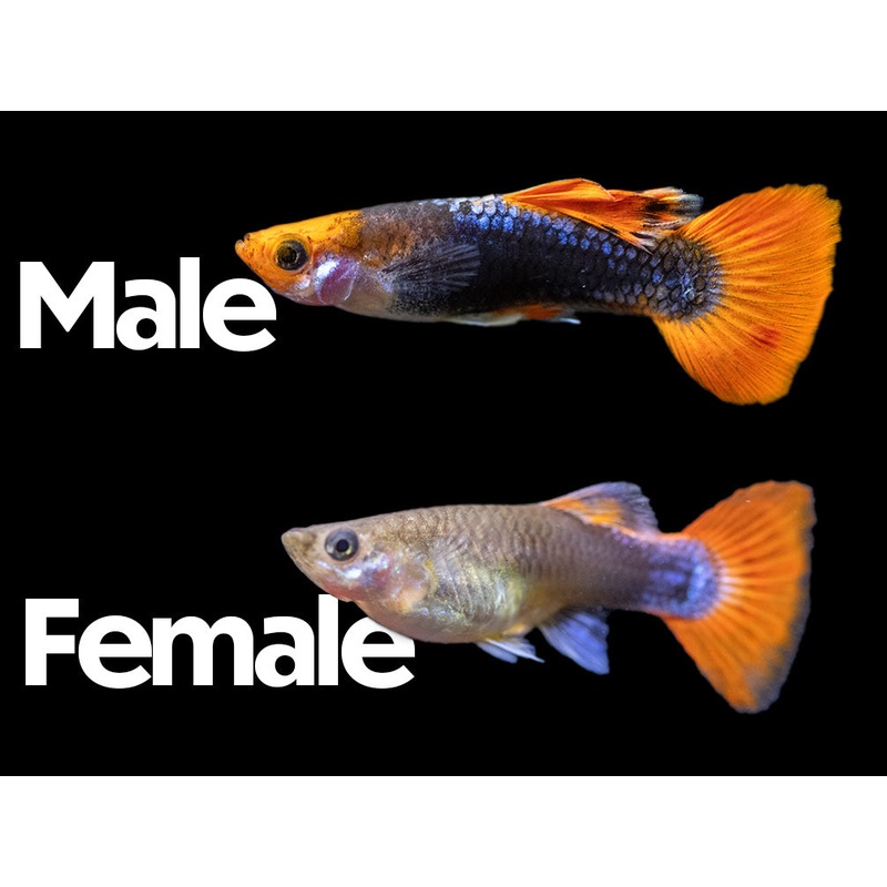 Koi Tuxedo Guppy (Poecilia reticulata), Tank-Bred!