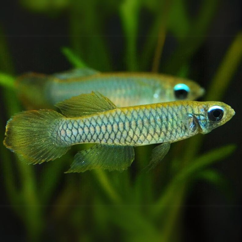 Lamp Eye Kili | Planted Tank Fish | Single