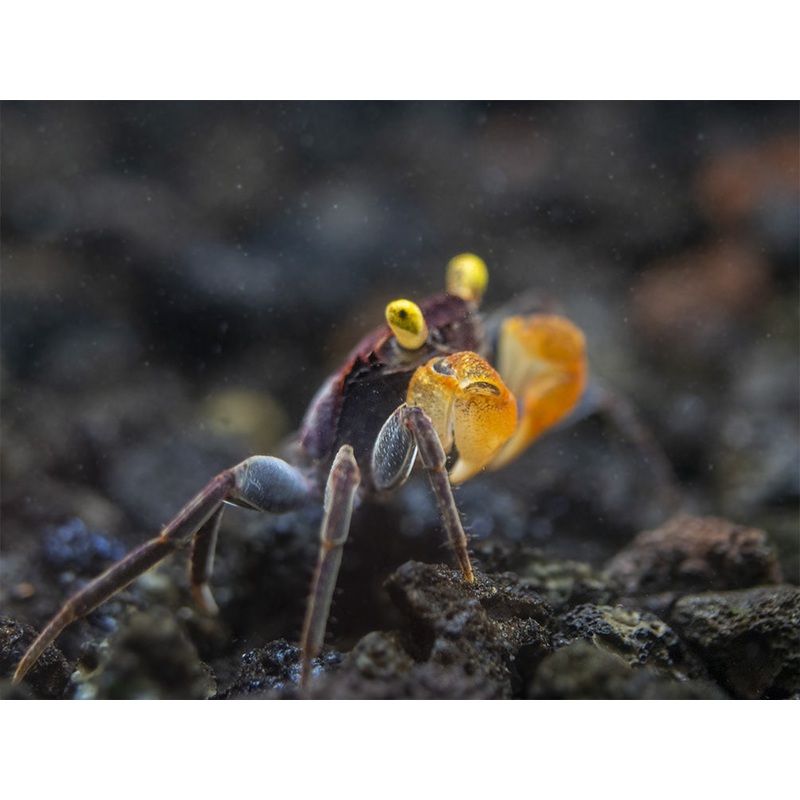 Lecaude Vampire Crab (Geosesarma sp.)
