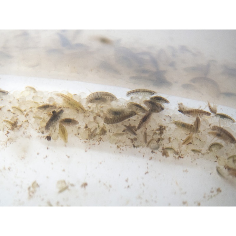 Live Scud AKA Freshwater Amphipod (Gammarus sp.) Culture - Aquatic Arts