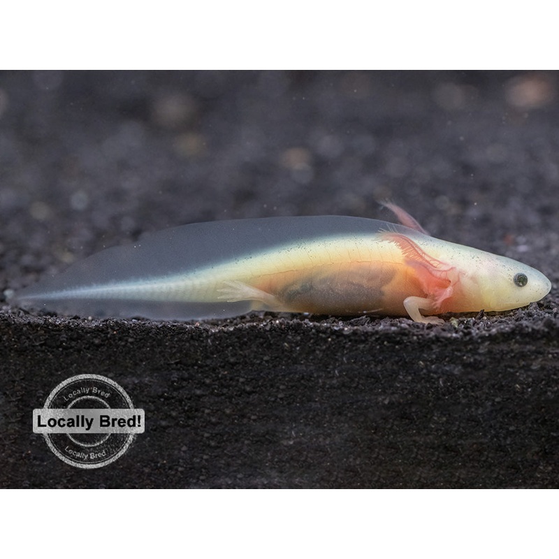 Lucy (Leucistic) Axolotl (Ambystoma mexicanum), Locally Bred!