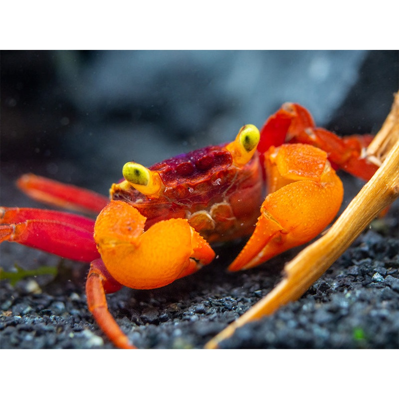 Mandarin Vampire Crab (Geosesarma notophorum)