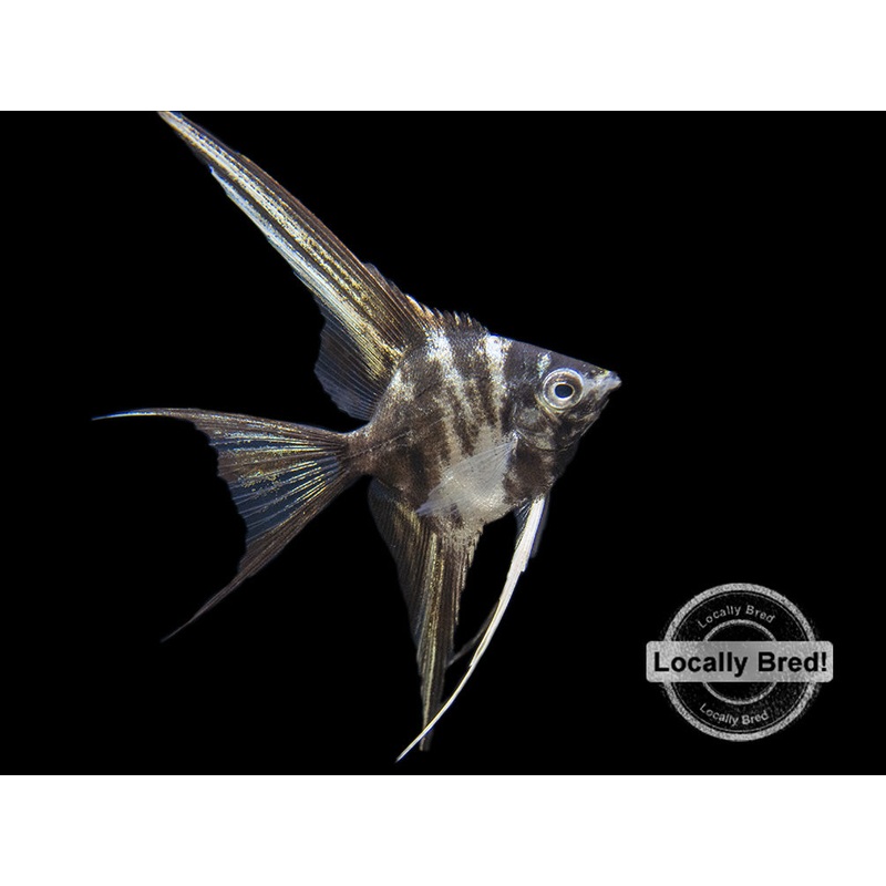 Marble Veil Angelfish (Pterophyllum scalare), Locally Bred!