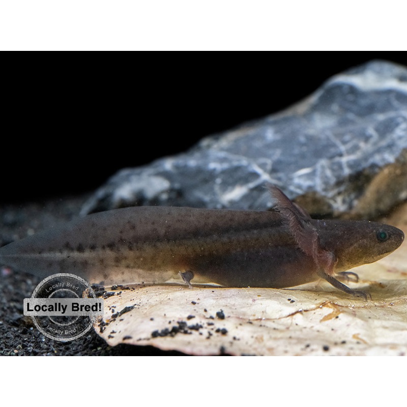 Melanoid Axolotl (Ambystoma mexicanum), Locally Bred!