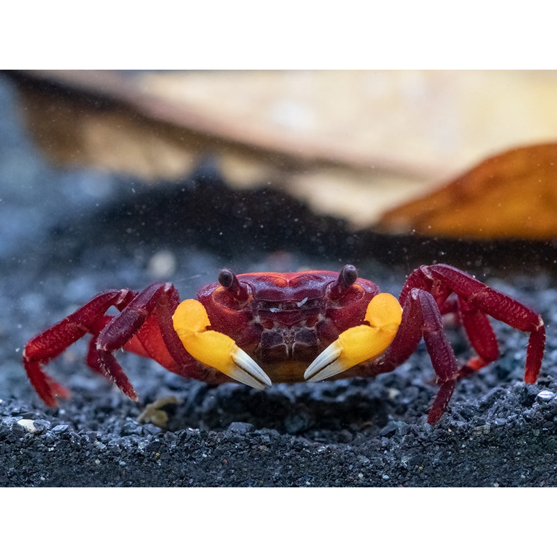 Orange Arm Borneo Crab (Lepidothelphusa sp.)