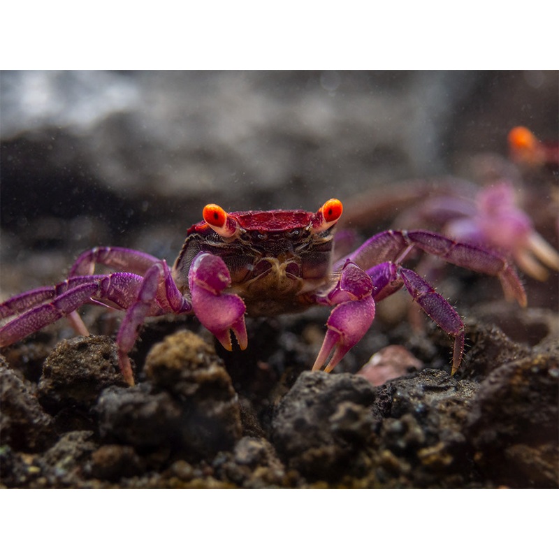 Orange Eye Vampire Crab (Geosesarma sp.)