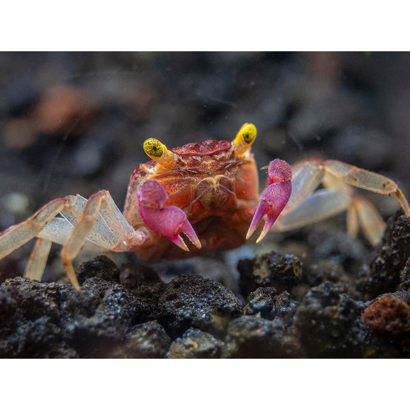Orchid Vampire Crab (Geosesarma sp.)