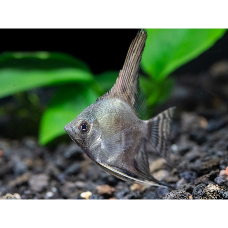 Philippine Blue Smokey Angelfish (Pterophyllum scalare) - TANK-BRED!