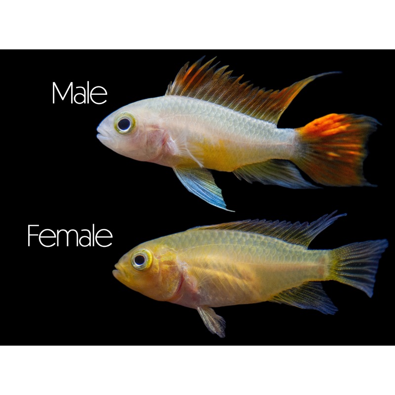 Platinum Orange Flash Cockatoo Dwarf Cichlid (Apistogramma cacatuoides) - TANK-BRED!