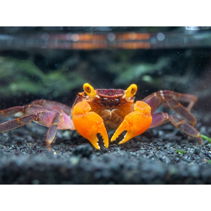 Red Arm Vampire Crab (Geosesarma sp.)