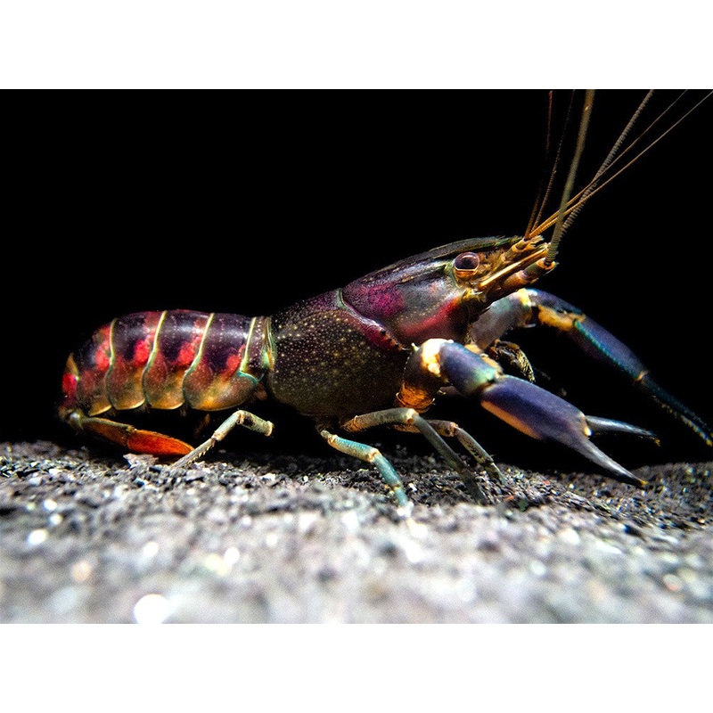 Red Cheek Crayfish (Cherax boesemani)