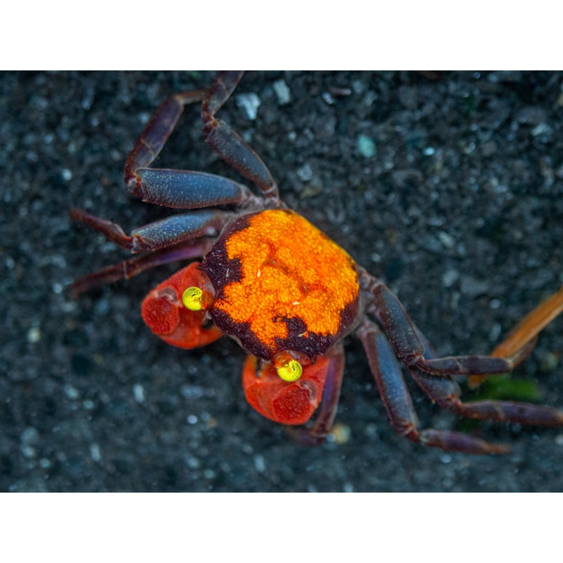 Red Devil Vampire Crab (Geosesarma hagen)