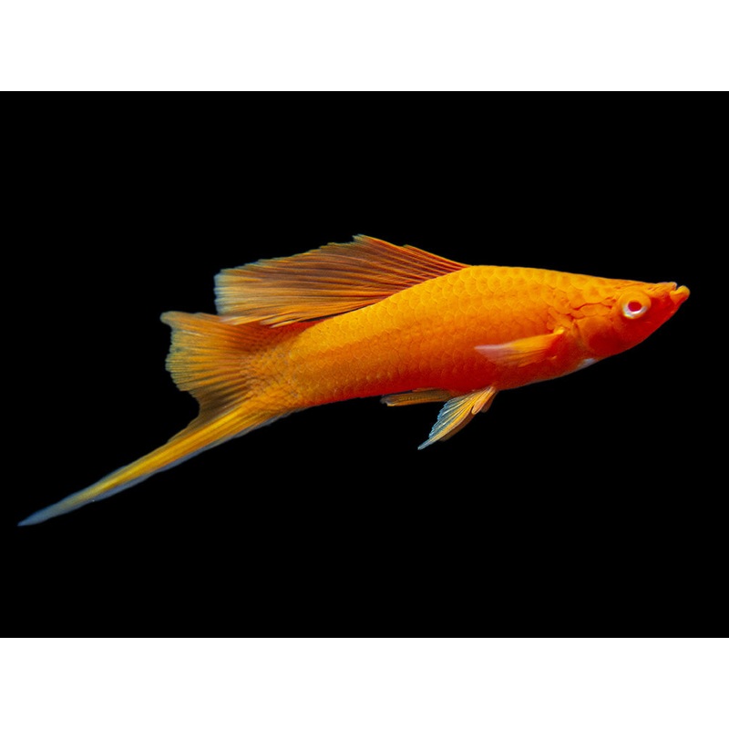 Red Eye Blood Red Hi Fin Swordtail (Xiphophorus helleri) - Tank-Bred!