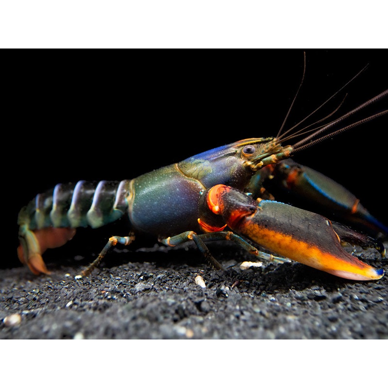Red Kong Zebra Crayfish (Cherax mosessalossa)