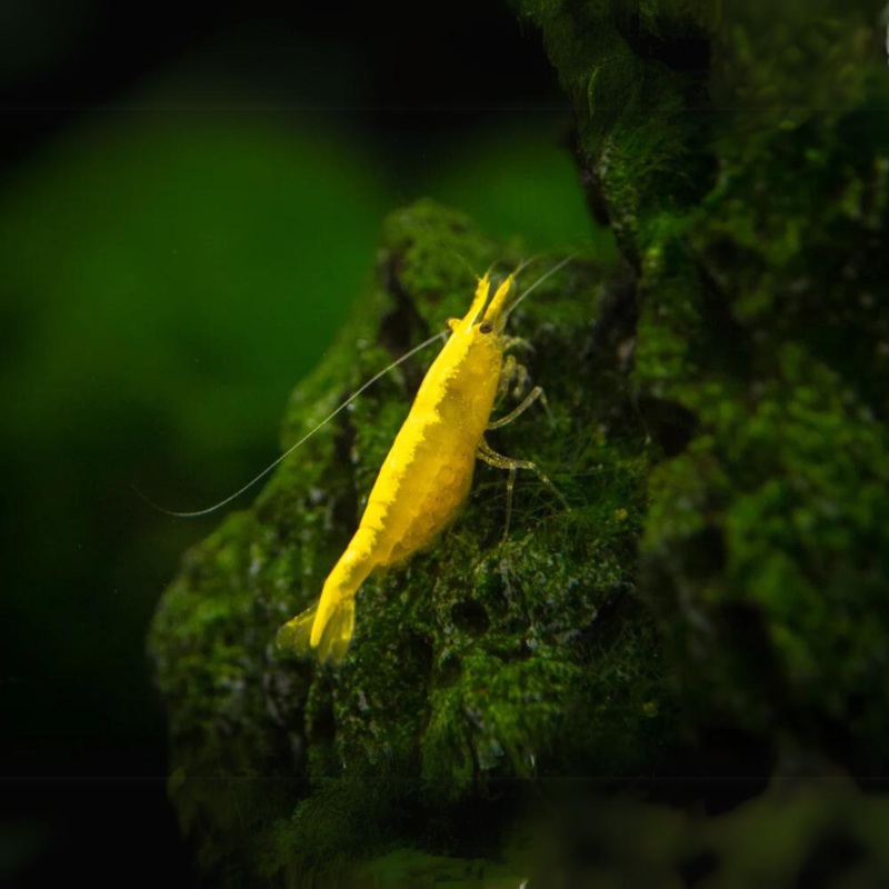 Shrimp Golden Back Adult