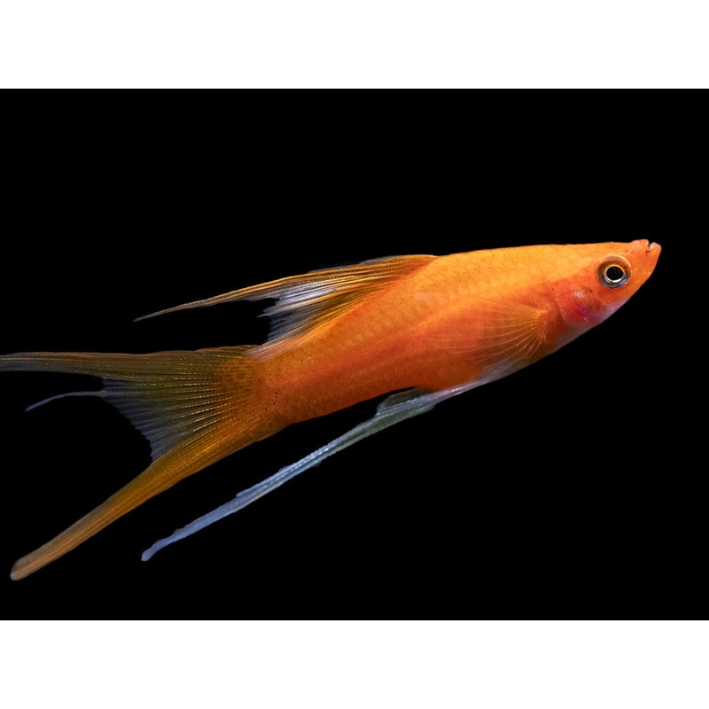 Simpson's Hi Fin Lyretail Swordtail (Xiphophorus helleri hybrid) - Tank-Bred!