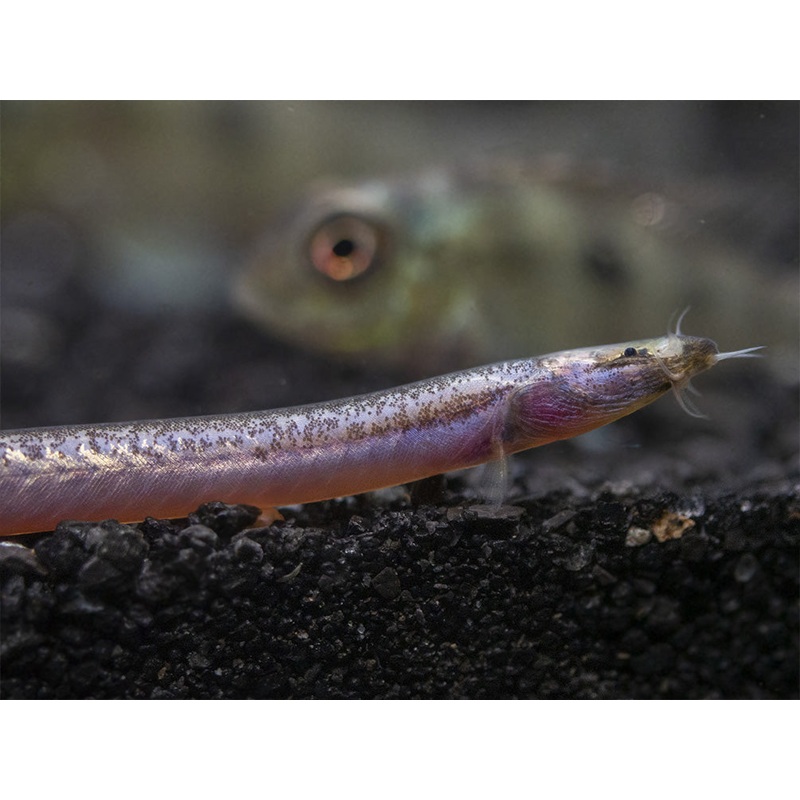 Sumatran Neon Loach (Pangio bitaimac)