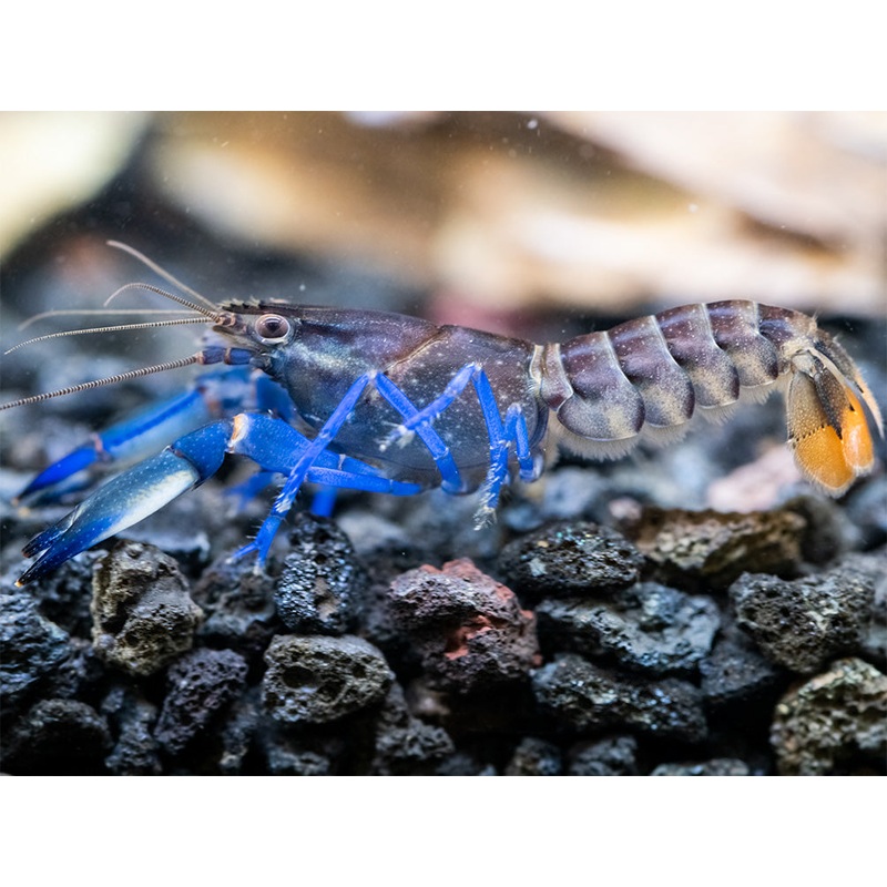 Thunderbolt Blue Moon Crayfish (Cherax pulcher x C. boesemani 'Type 3'), USA Bred!