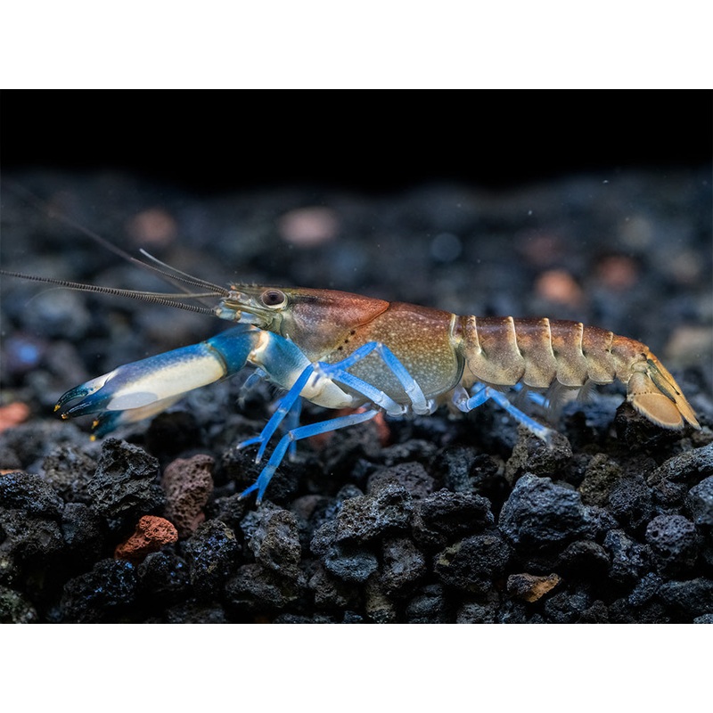 Thunderbolt Snakeskin Crayfish (Cherax pulcher x C. boesemani), USA Bred!