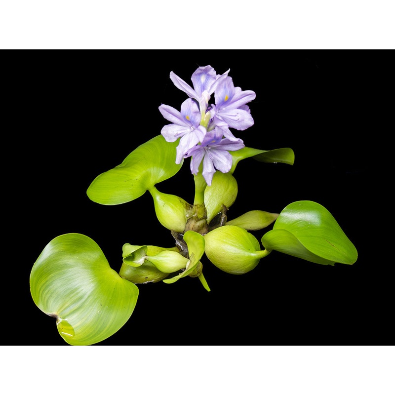 Water Hyacinth (Eichornia crassipes), Regular and Jumbo