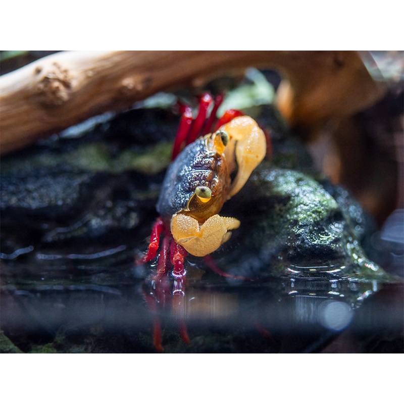 White Mandarin Vampire Crab (Geosesarma pontianak)