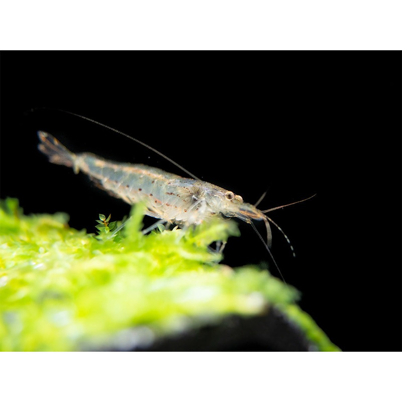 Amano AKA Yamato Shrimp (Caridina multidentata), CAPTIVE-BRED!