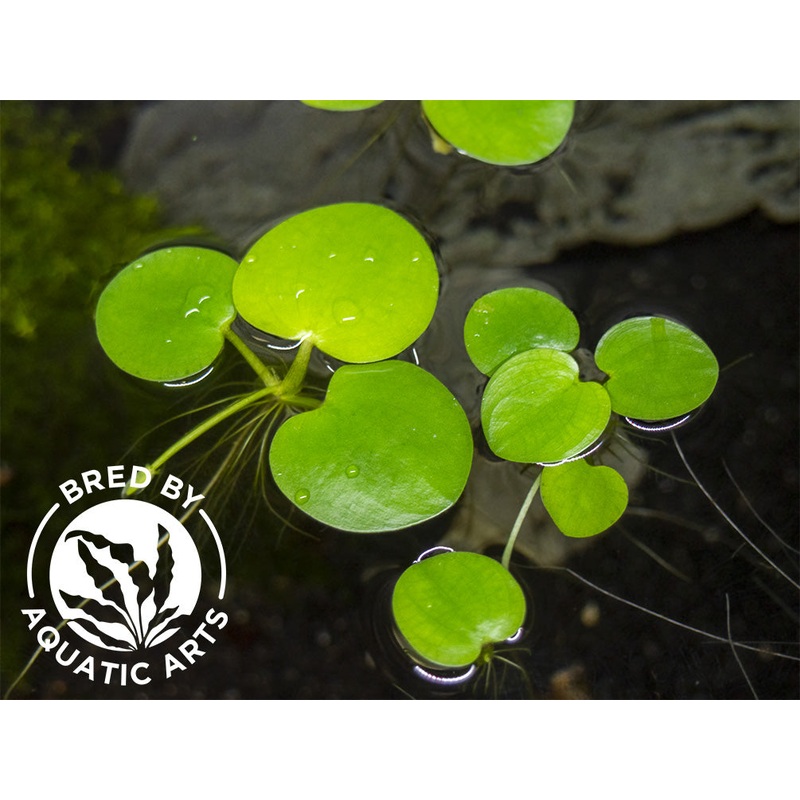 Amazon Frogbit AKA Spongeplant (Limnobium laevigatum), Aquatic Arts Grown!