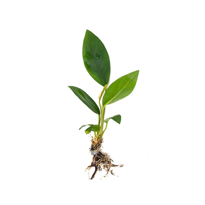 Anubias Congensis (Anubias heterophylla), bare root