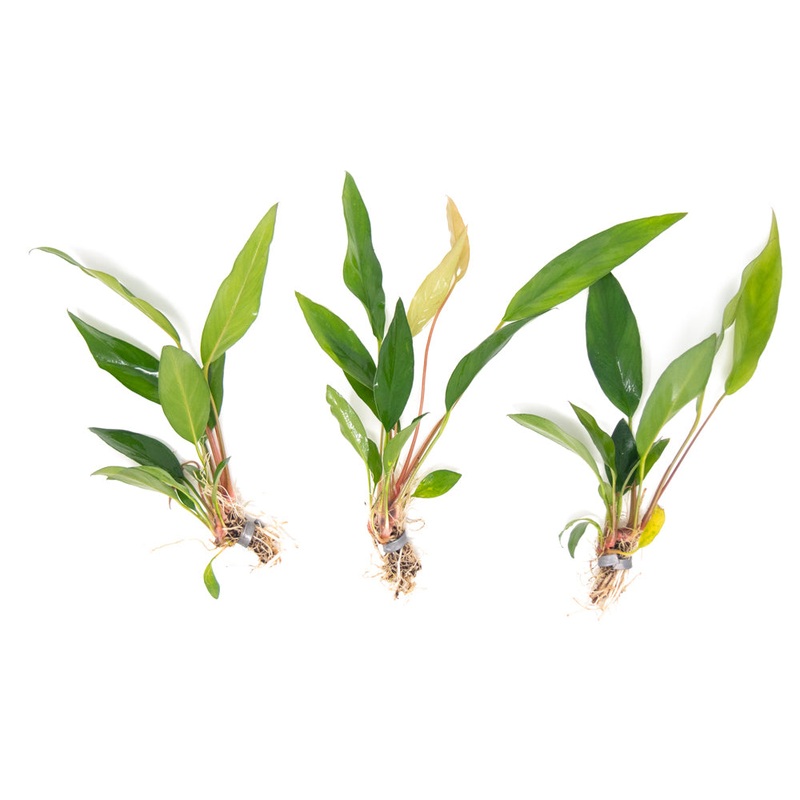 Anubias Frazeri (Anubias barteri x A. heterophylla), bare root