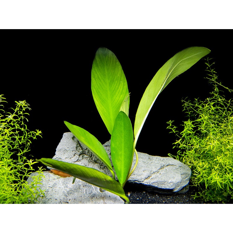 Anubias hastifolia