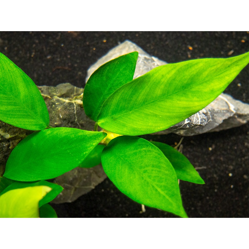 Anubias Nancon (Anubias barteri "Nana" x Anubias afzelii "Congensis"), bare root