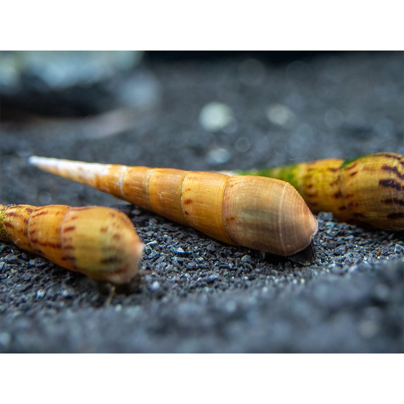 Assorted Chopstick Snail (Stenomelania sp.)