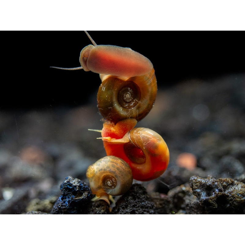 Assorted Ramshorn Snails (Planorbarius corneus), Tank-Bred!