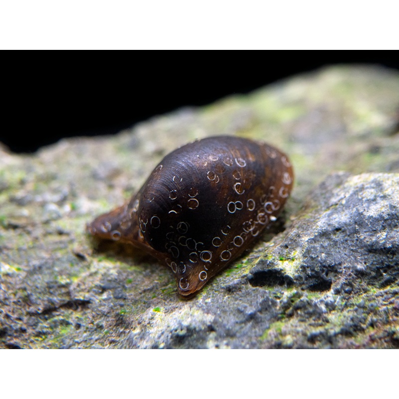 Batman Nerite Snail (Neritina auriculata)