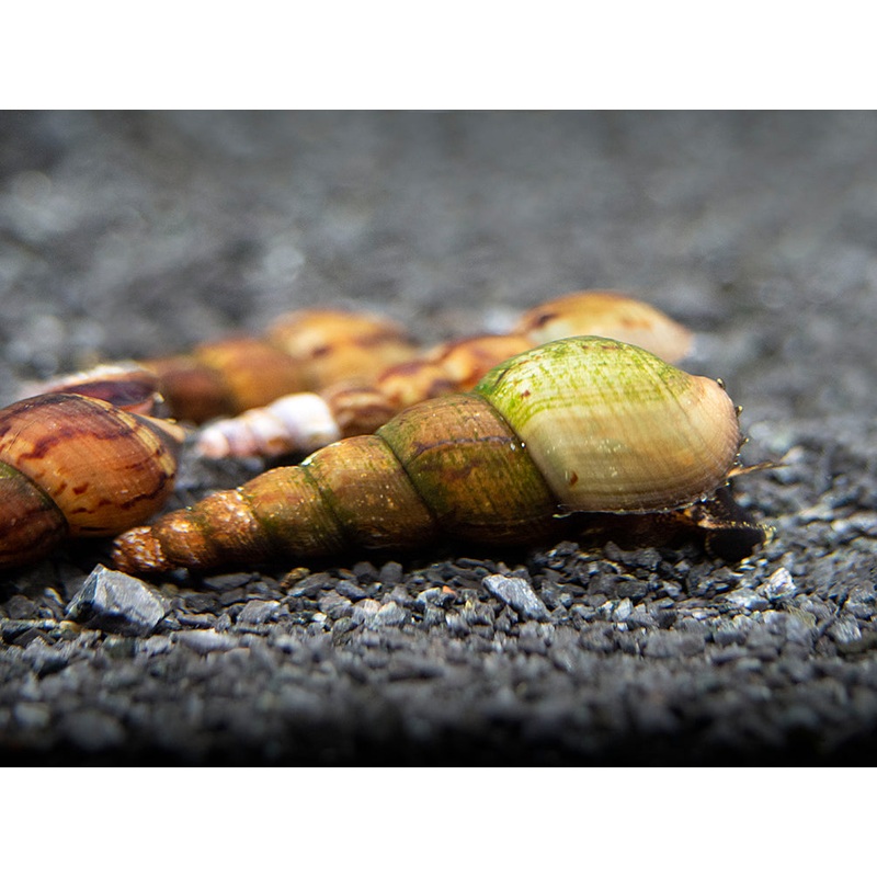 Black AKA Mahogany Trumpet Snail (Melanoides maculata)