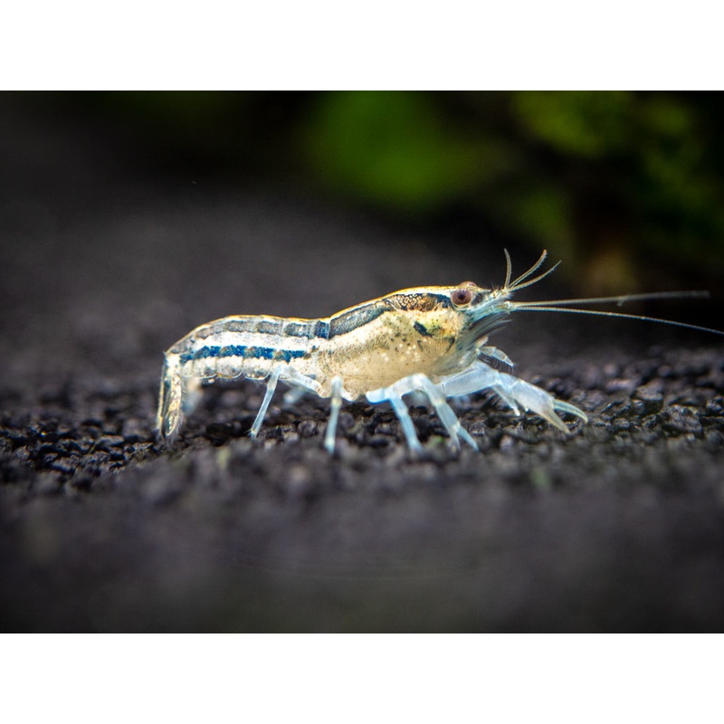 Blue Cajun Dwarf Crayfish/Mini Lobster (Cambarellus shufeldtii "Blue"), Tank-Bred!