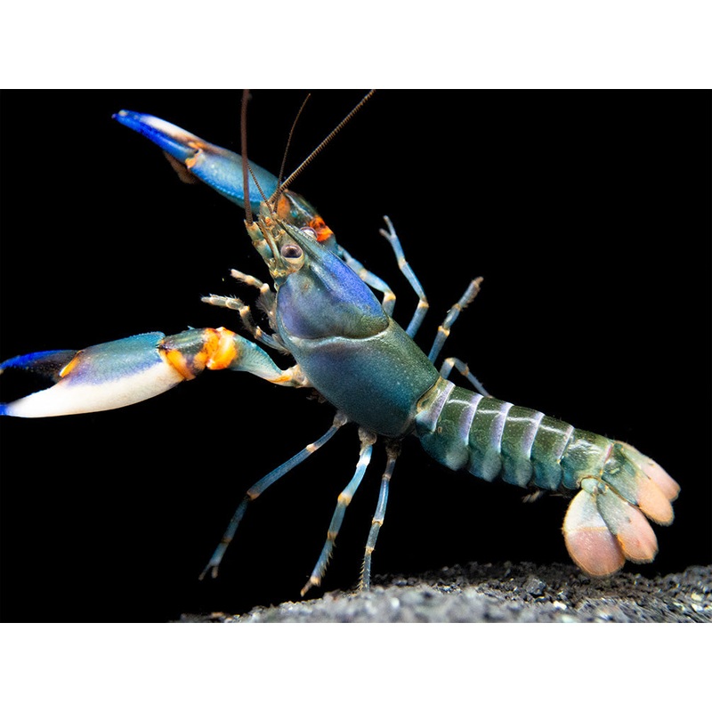 Blue Kong Zebra Crayfish (Cherax alyciae)