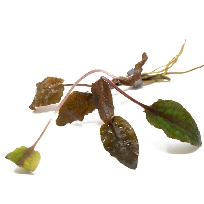 Bronze Cryptocoryne wendtii