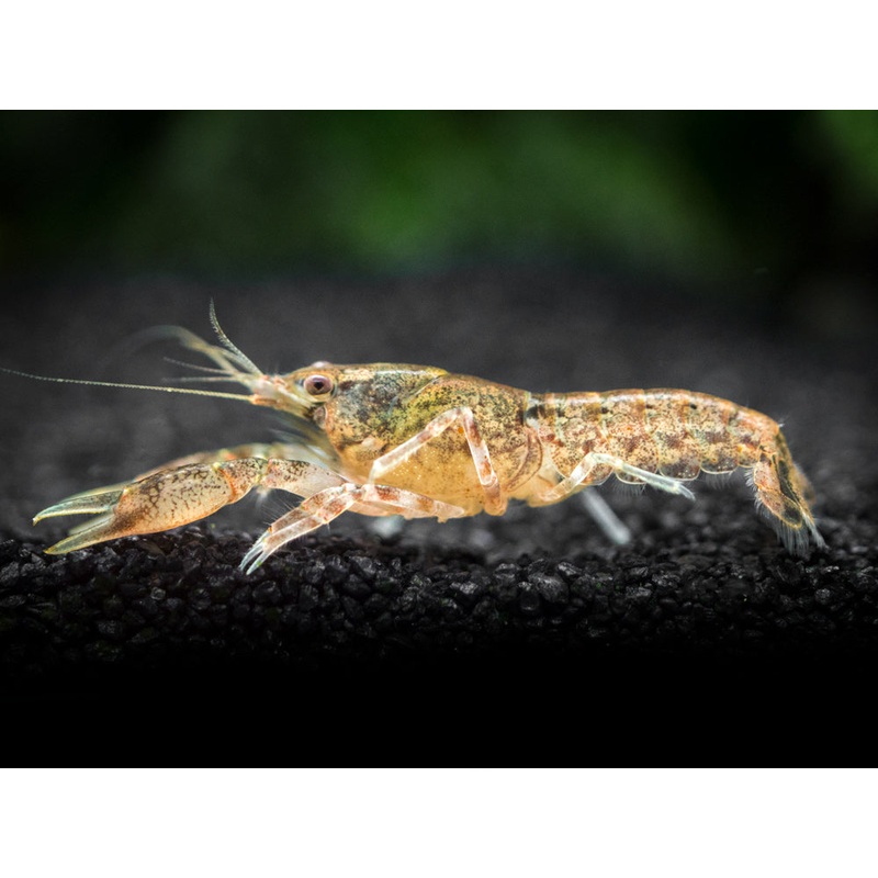 Cajun Dwarf Crayfish/Mini Lobster (Cambarellus shufeldtii), Tank-Bred!